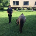 21. 6. 2019..., 6